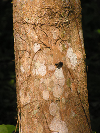 Palo Gusano